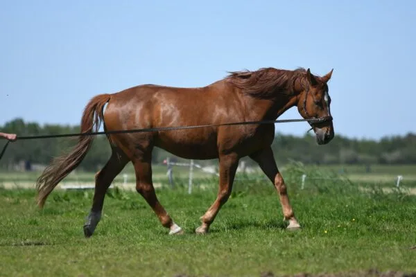 paard in draf aan de longe